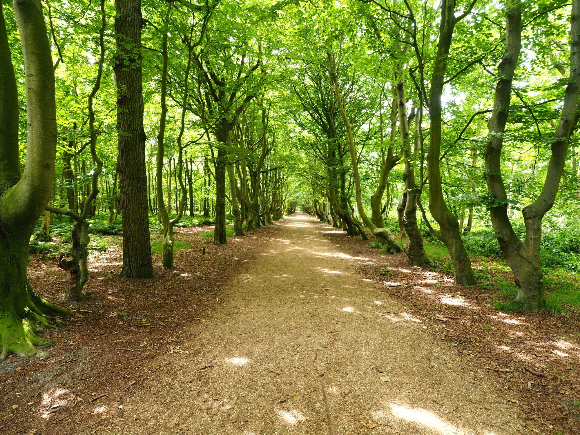 Sendero para caminar entre árboles